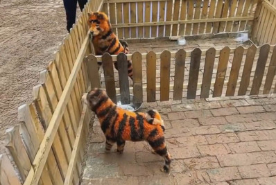 Zoológico chinês pinta cachorros e os exibem como se fossem tigres