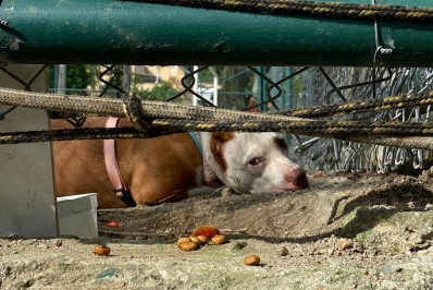 Pitbull abandonada é resgatada na Zona Oeste