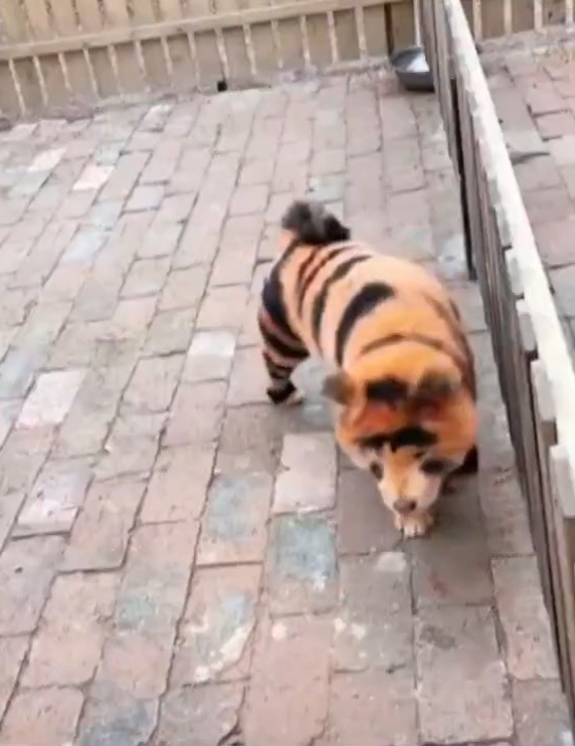 Usuários de uma rede social chinesa logo perceberam que não se tratavam de felinos - Reprodução / X