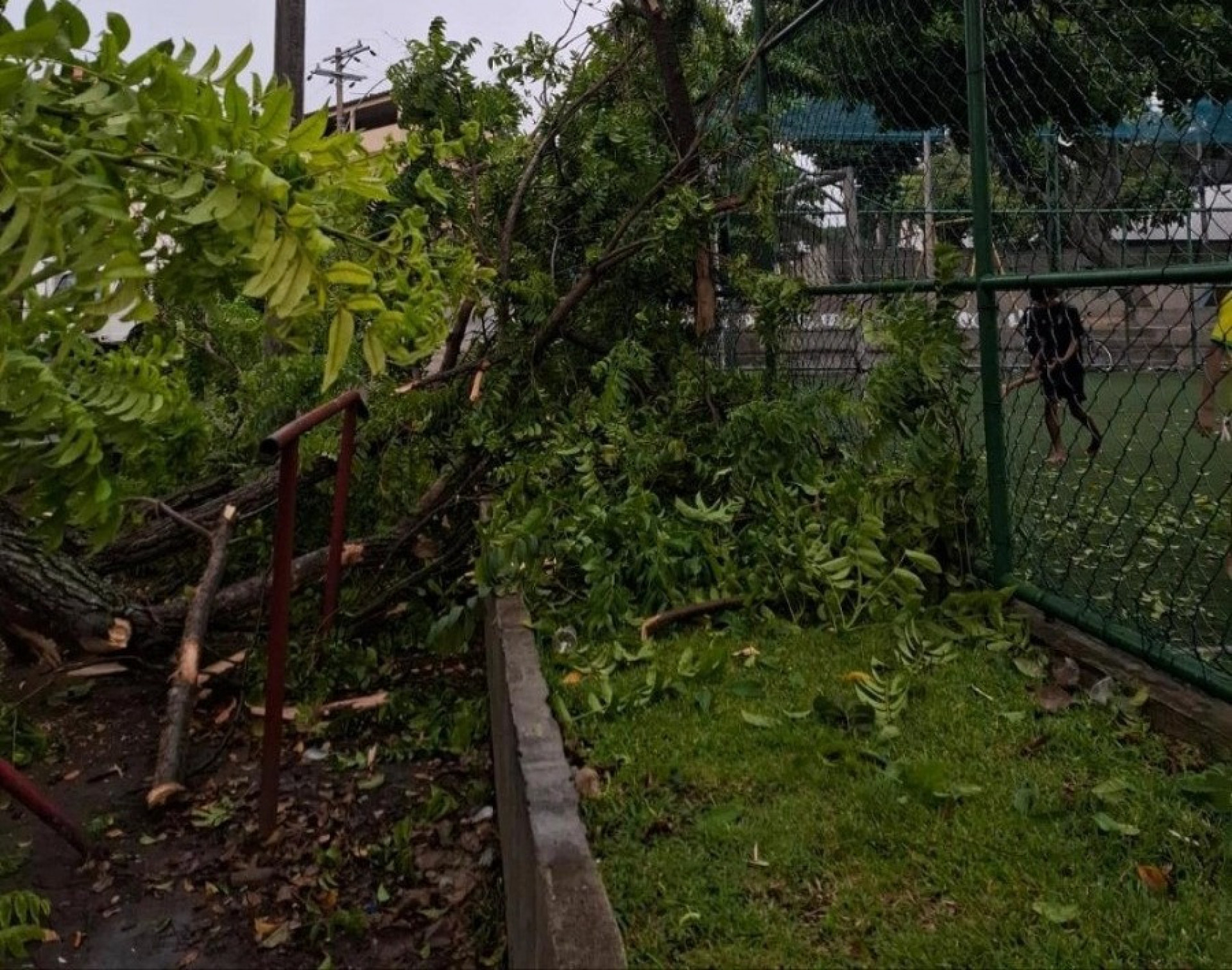 Por causa da ventania, uma árvore caiu na Praça Amadeu Rocha, na Taquara - Reprodução / redes sociais