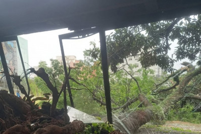 Árvore histórica do Teatro Oficina cai durante chuva em SP