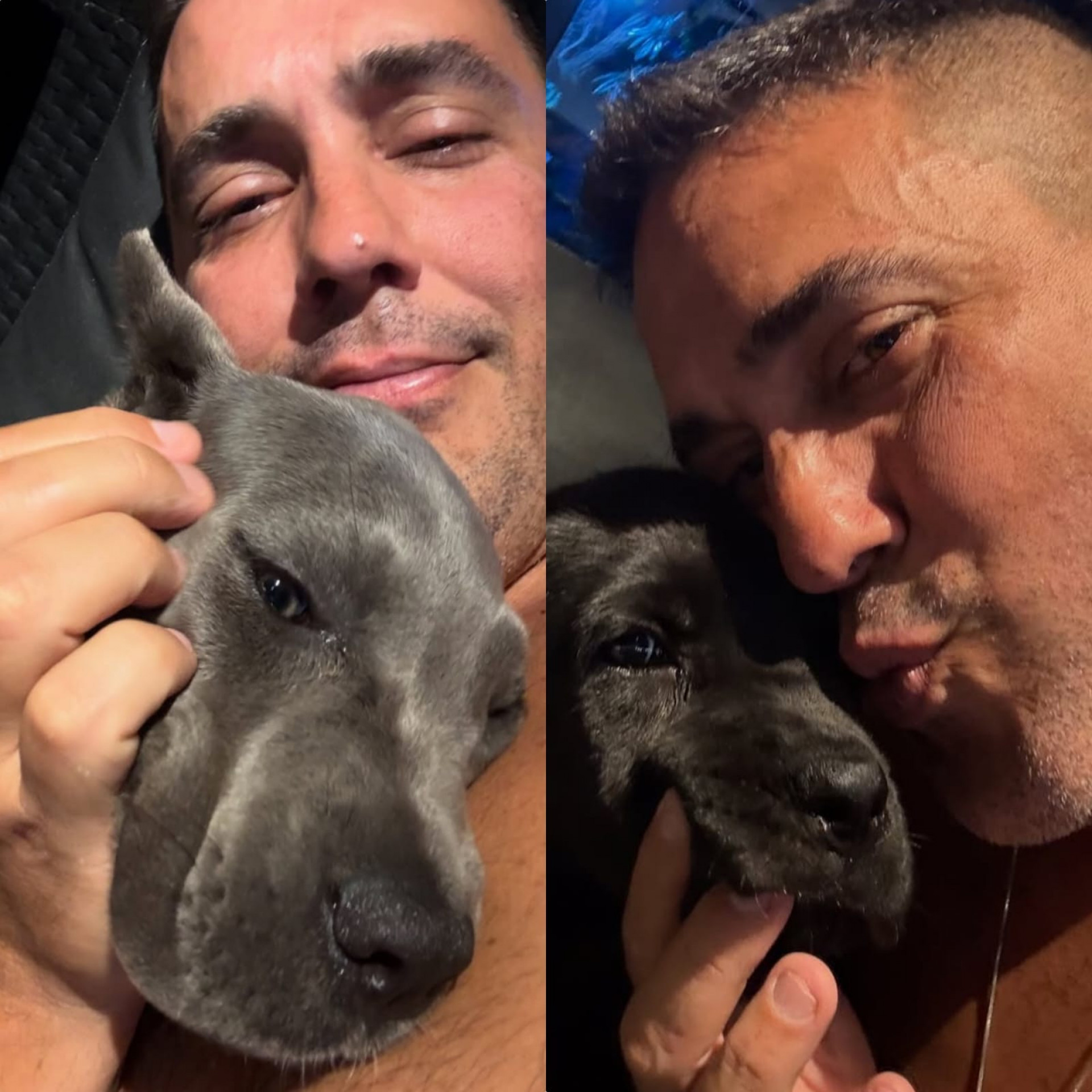 André Marques é surpreendido ao ganhar cachorras de estimação e cai no choro; assista - Reprodução / Instagram