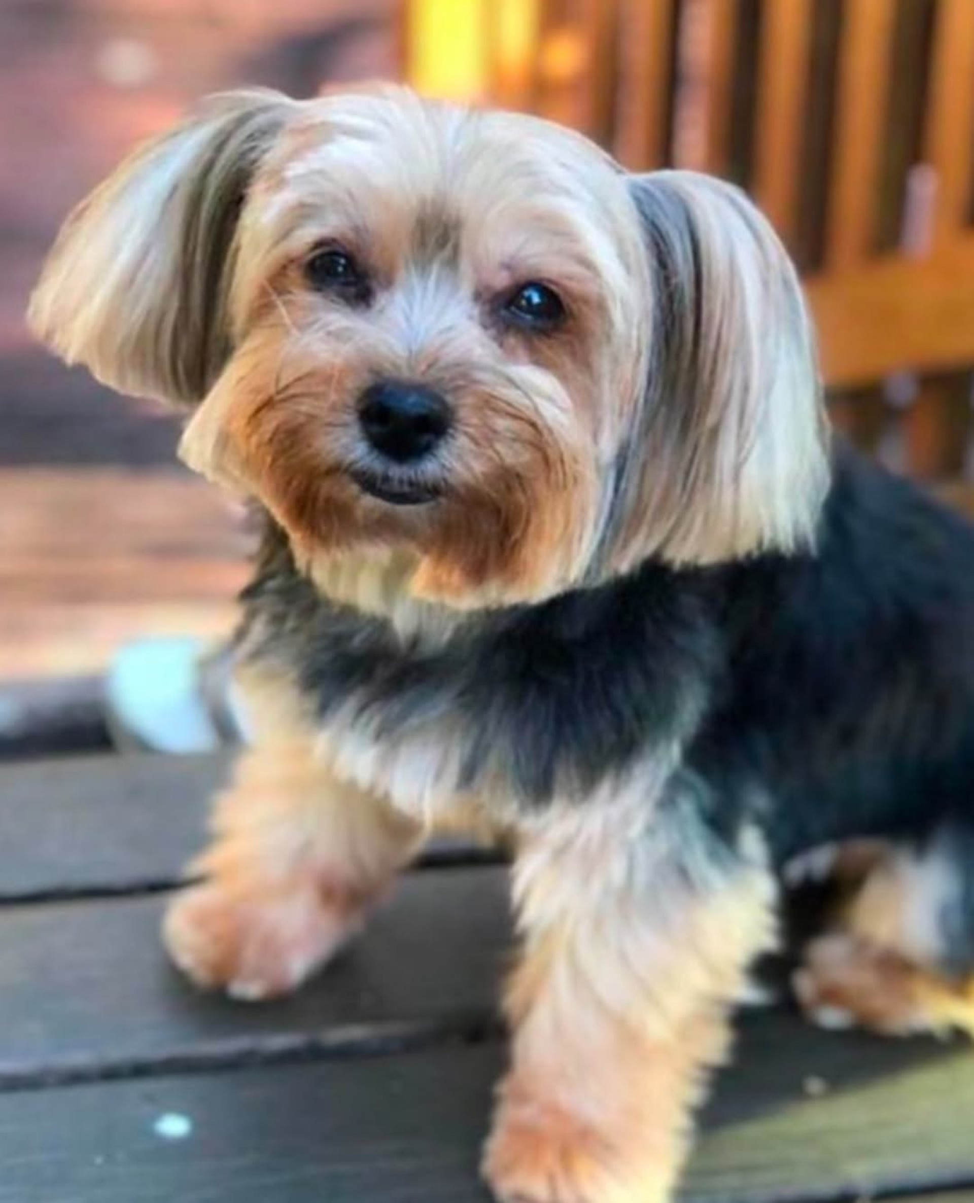 Cachorrinha de estimação de Susana Vieira  - Reprodução/Instagram 