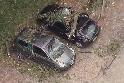 Árvore de grande porte cai sobre carros na Zona Leste de São Paulo