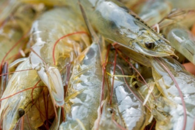 Ibama proíbe pesca de cinco espécies de camarões, por conta do defeso