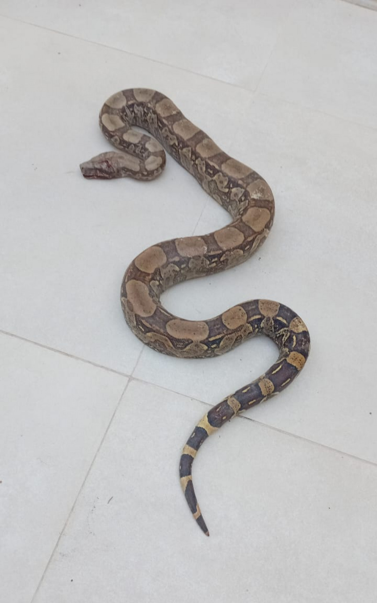 Jiboia resgatada pela Defesa Civil - Foto: Divulgação/GMM