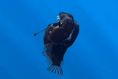 Vídeo! Peixe raro das profundezas do mar é visto pela primeira vez à luz do dia