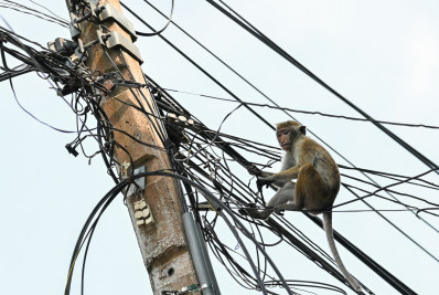 Macaco provoca apagão e deixa Sri Lanka sem energia