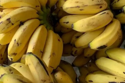 2ª Festa da Banana de Itaguaí celebra cultura, gastronomia e economia local