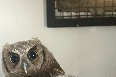 ASAS reforça compromisso com a fauna e atende 198 animais em janeiro