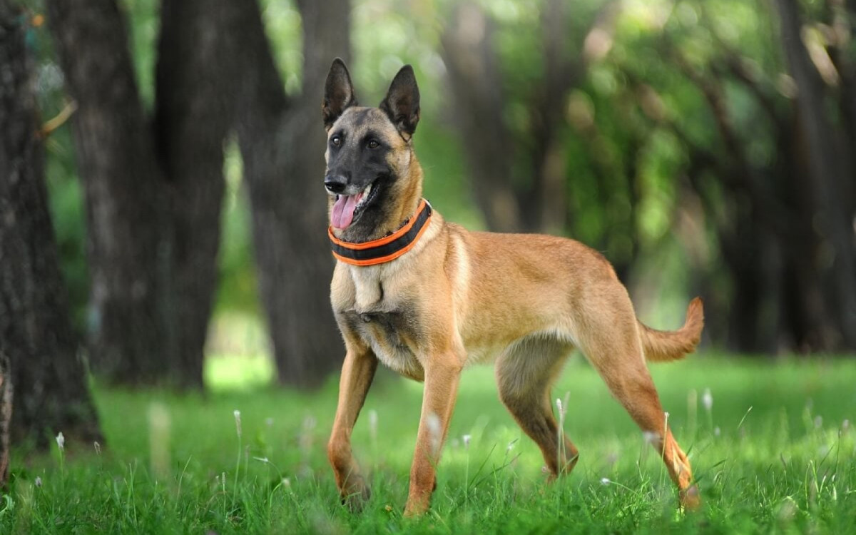 Inteligente e sempre alerta, o pastor belga malinois tem uma natureza protetora e determinada (Imagem: Victoria Antonova | Shutterstock)