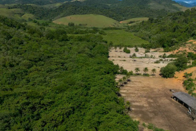 Atividades econômicas ilegais ampliam desmatamento na Mata Atlântica, diz estudo