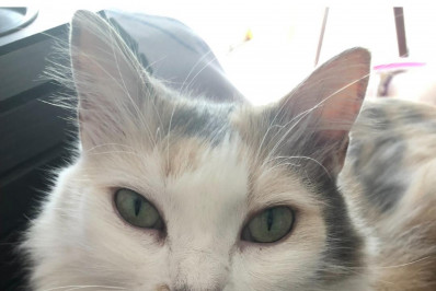 Bigodes de cães e gatos: mais que charme, uma ferramenta sensorial 