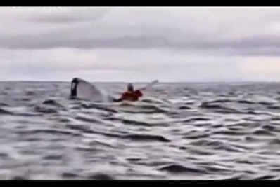 Vídeo: baleia engole e 'cospe' jovem que passeava de caiaque no Chile