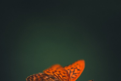 Contagem de borboletas monarcas nos EUA se aproxima do mínimo em 30 anos