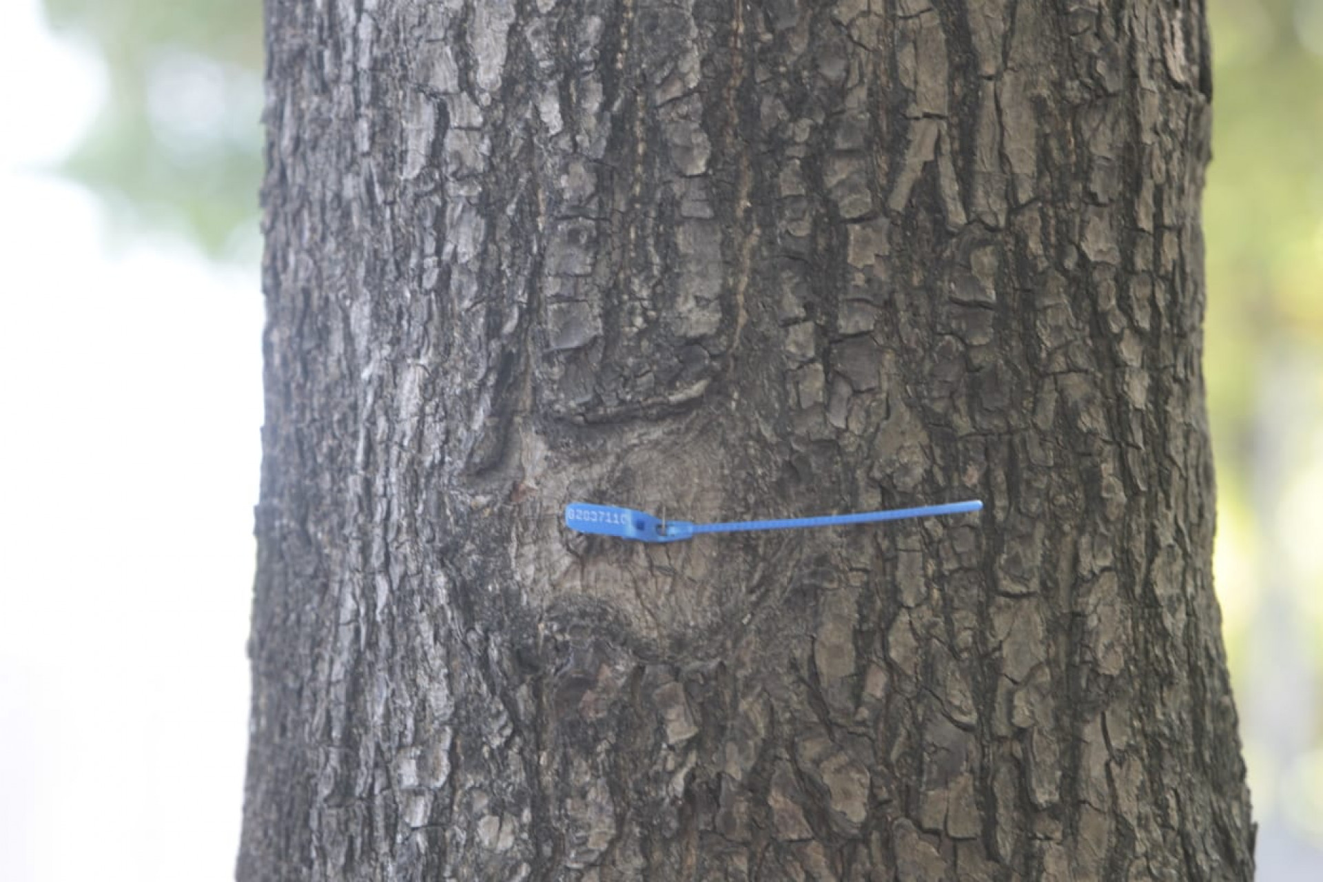 Jardim de Alah, entre Ipanema e Leblon, passar&aacute; por revitaliza&ccedil;&atilde;o e retirada de 130 &aacute;rvores - Reginaldo Pimenta / Ag&ecirc;ncia O Dia
