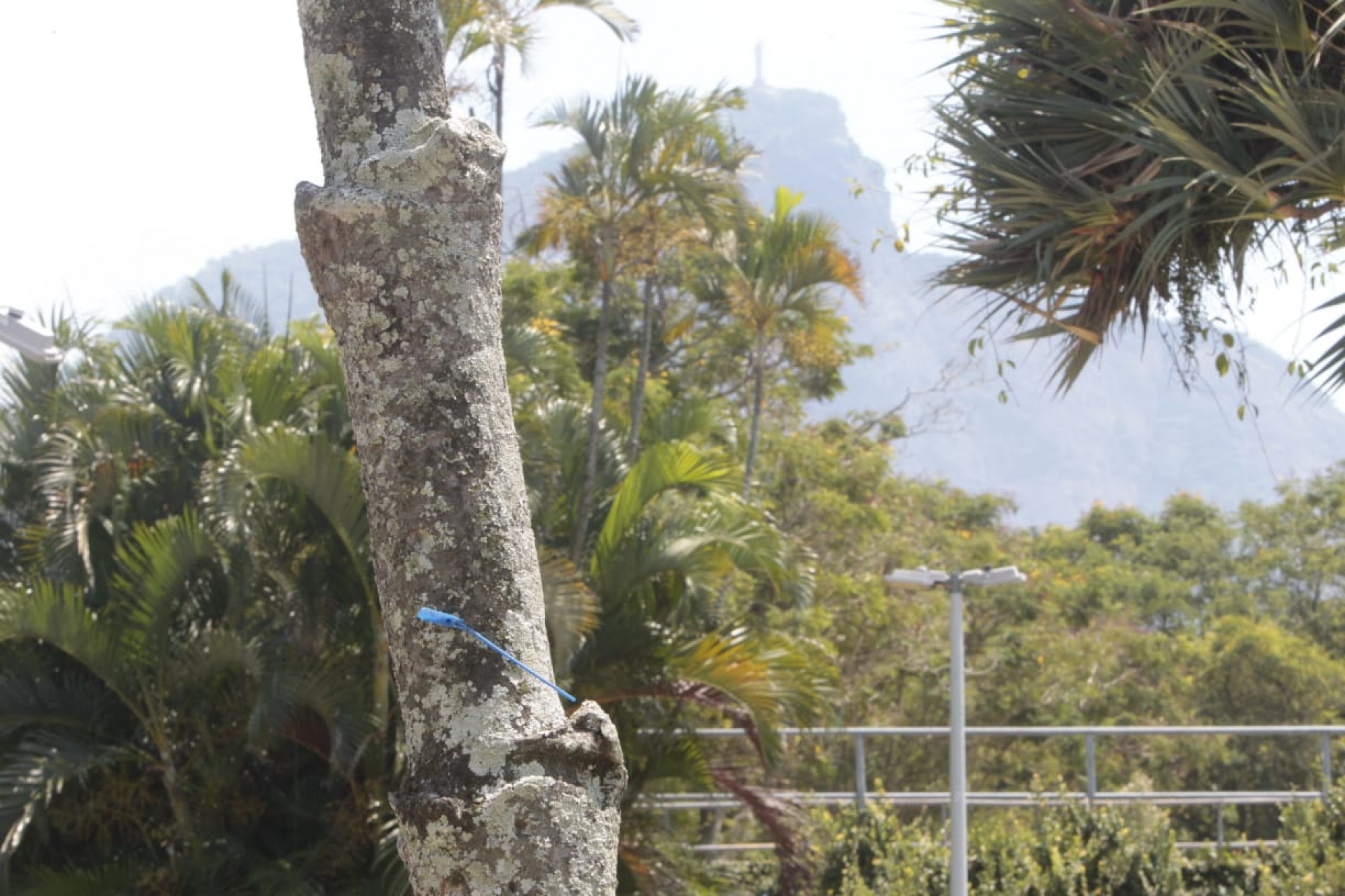 Jardim de Alah, entre Ipanema e Leblon, passar&aacute; por revitaliza&ccedil;&atilde;o e retirada de 130 &aacute;rvores - Reginaldo Pimenta / Ag&ecirc;ncia O Dia