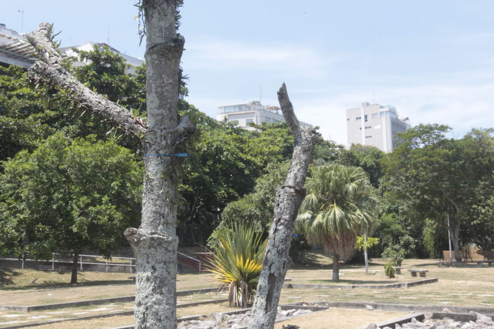 Jardim de Alah, entre Ipanema e Leblon, passar&aacute; por revitaliza&ccedil;&atilde;o e retirada de 130 &aacute;rvores - Reginaldo Pimenta / Ag&ecirc;ncia O Dia