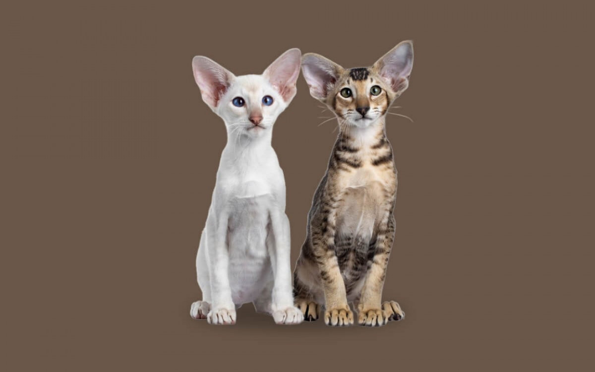 Apesar das semelhanças, os gatos siamês e oriental shorthair têm diferenças marcantes (Imagem: Nynke van Holten | Shutterstock)