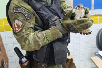 Secretaria de Segurança Cidadã resgata falcão em Itaipuaçu