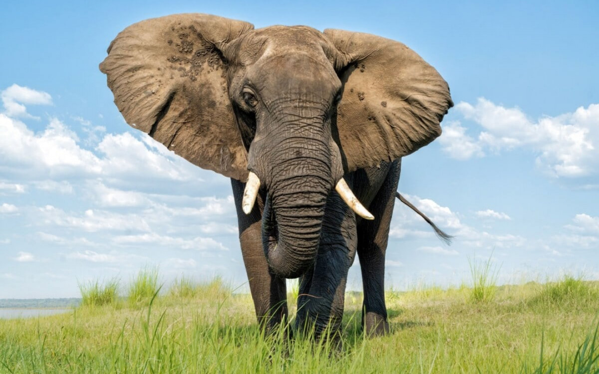 A for&ccedil;a &eacute; um fator predominante para a sobreviv&ecirc;ncia de muitas esp&eacute;cies (Imagem: Henk Bogaard | Shutterstock) 