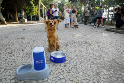 Projeto propõe vacinação gratuita para animais domésticos