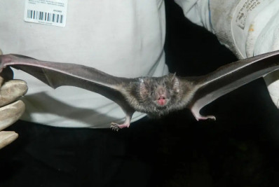 Encontrado primeiro coronavírus na América do Sul semelhante à Mers