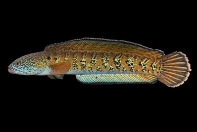 Peixe considerado extinto há quase um século é encontrado na Índia