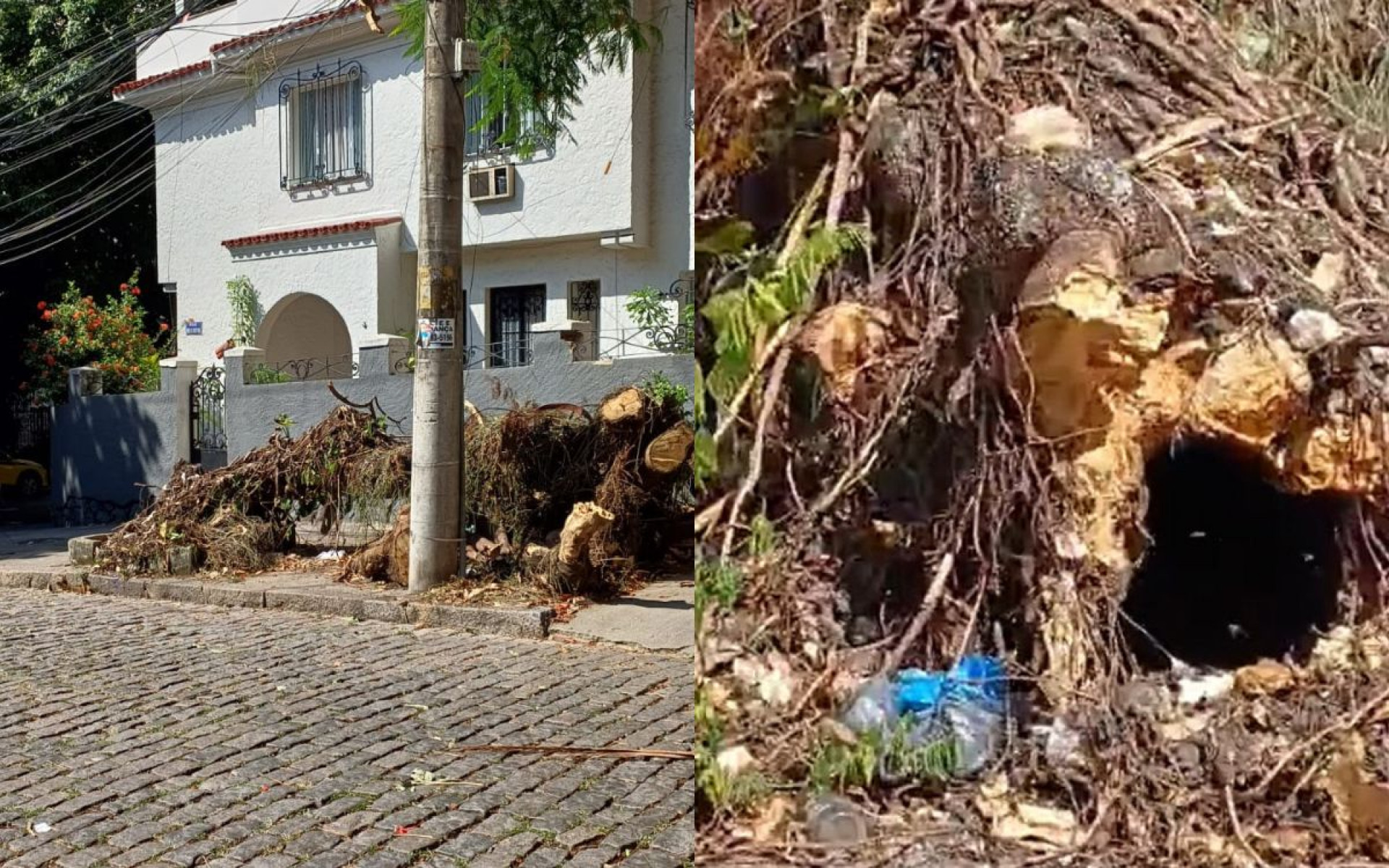 Árvore com abelhas caiu há um mês na Rua Ângelo Agostini, na Tijuca - Reprodução / Redes sociais