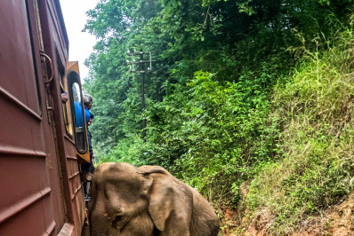 Seis elefantes morrem após colisão com trem no Sri Lanka 