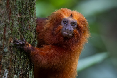 Ferrovia ameaça o mico-leão-dourado