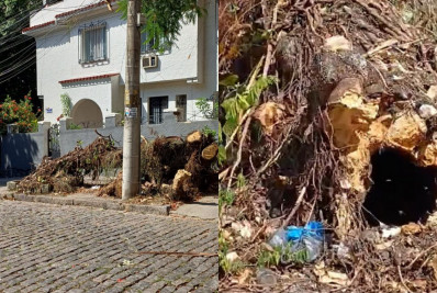 Caída há um mês, árvore com abelhas bloqueia calçada e preocupa moradores na Tijuca