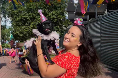 Patinhas na folia: o Carnaval dos pets é puro charme e diversão