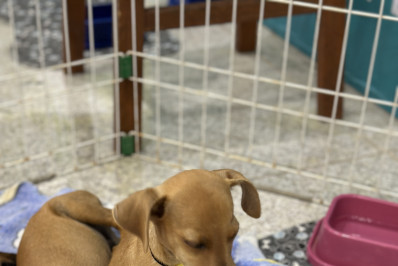 Feira de adoção em Rio das Ostras busca novos lares para cães e gatos