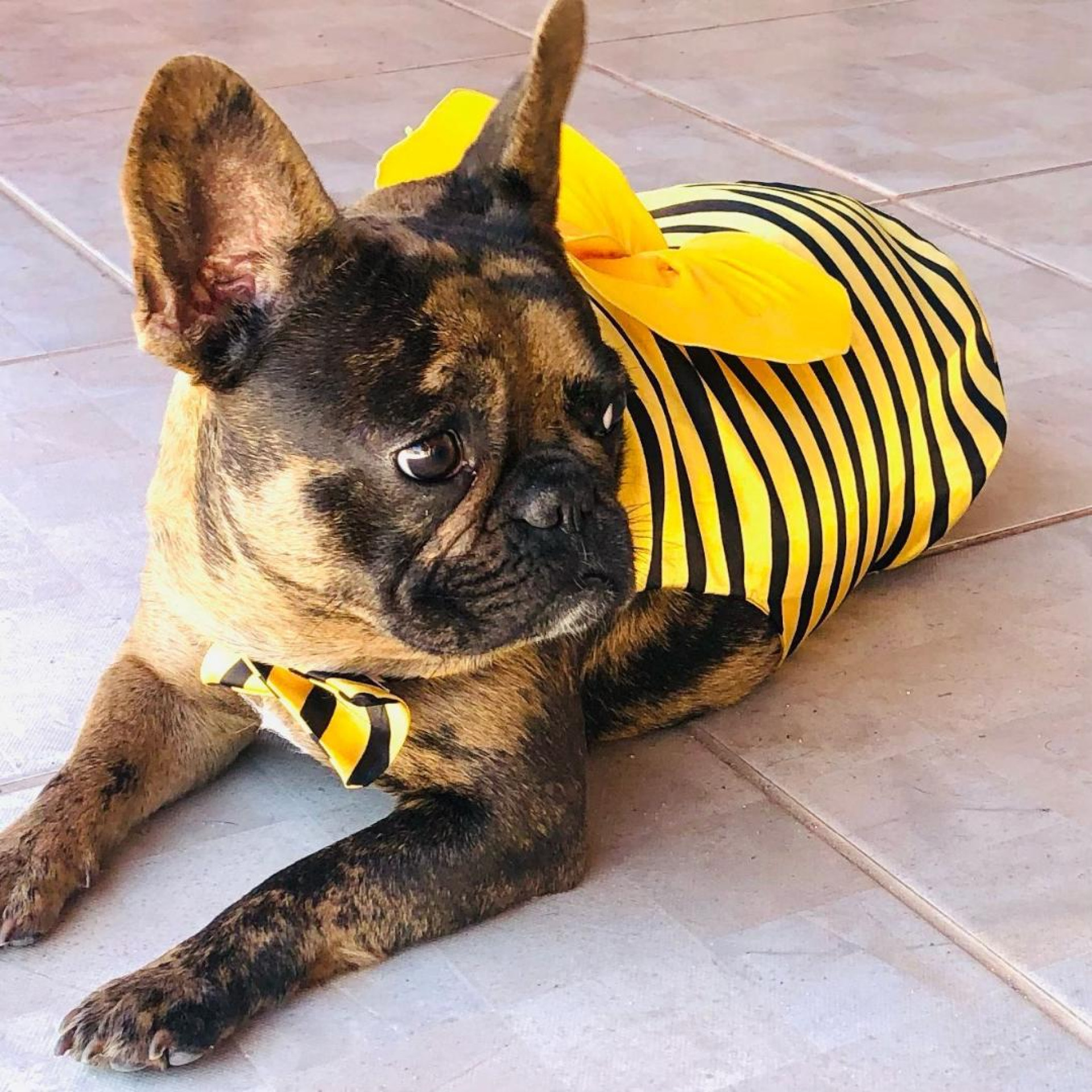 Cheetarah posando de abelha