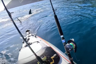 Vídeo: pescador é perseguido durante quase 10 minutos por tubarão-branco