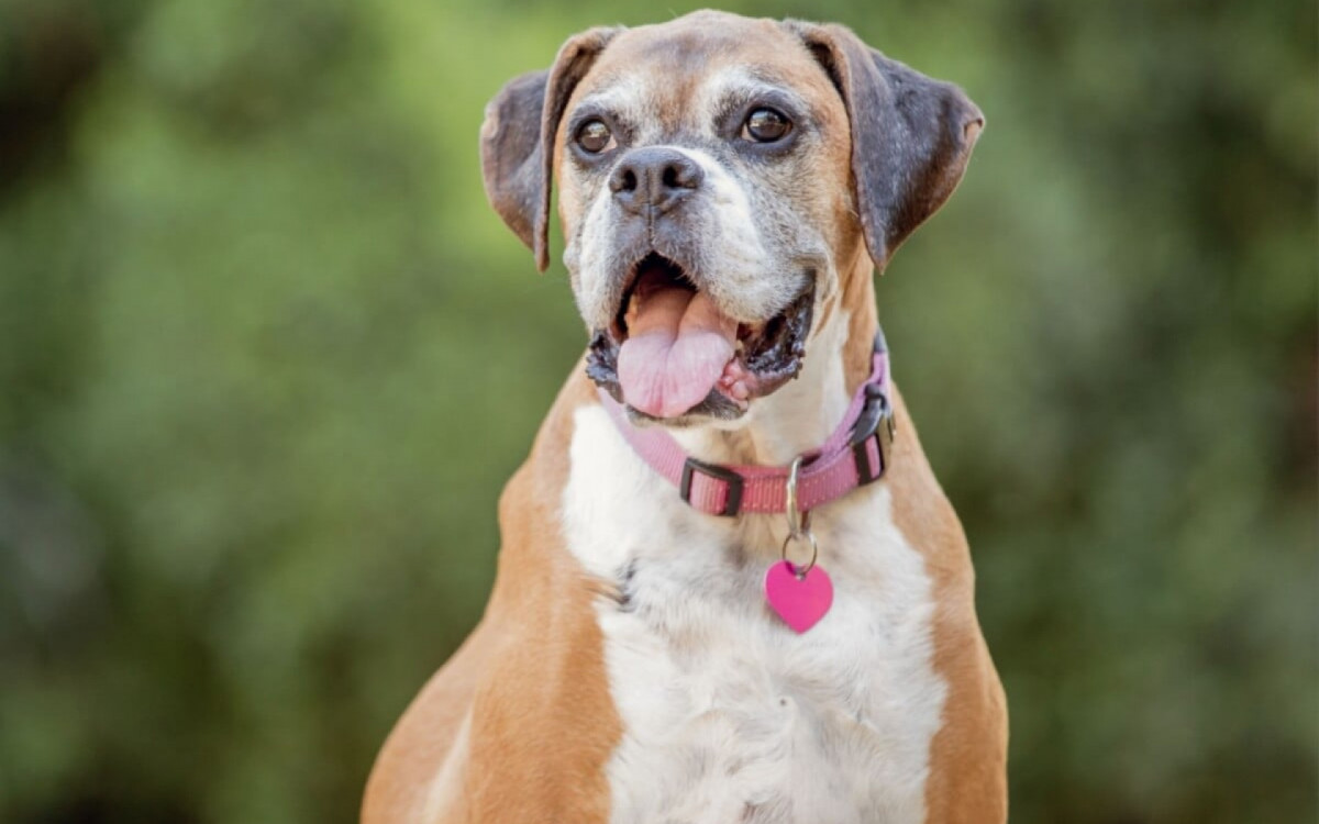 Cuidados espec&iacute;ficos com os pets idosos melhora a qualidade de vida deles (Imagem: McCann Michelle | Shutterstock) 