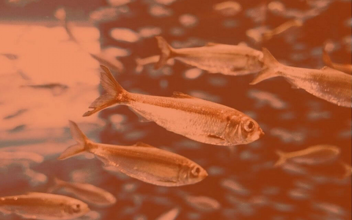 M&ecirc;s de Peixes: como se preparar para a &uacute;ltima fase do ano astrol&oacute;gico