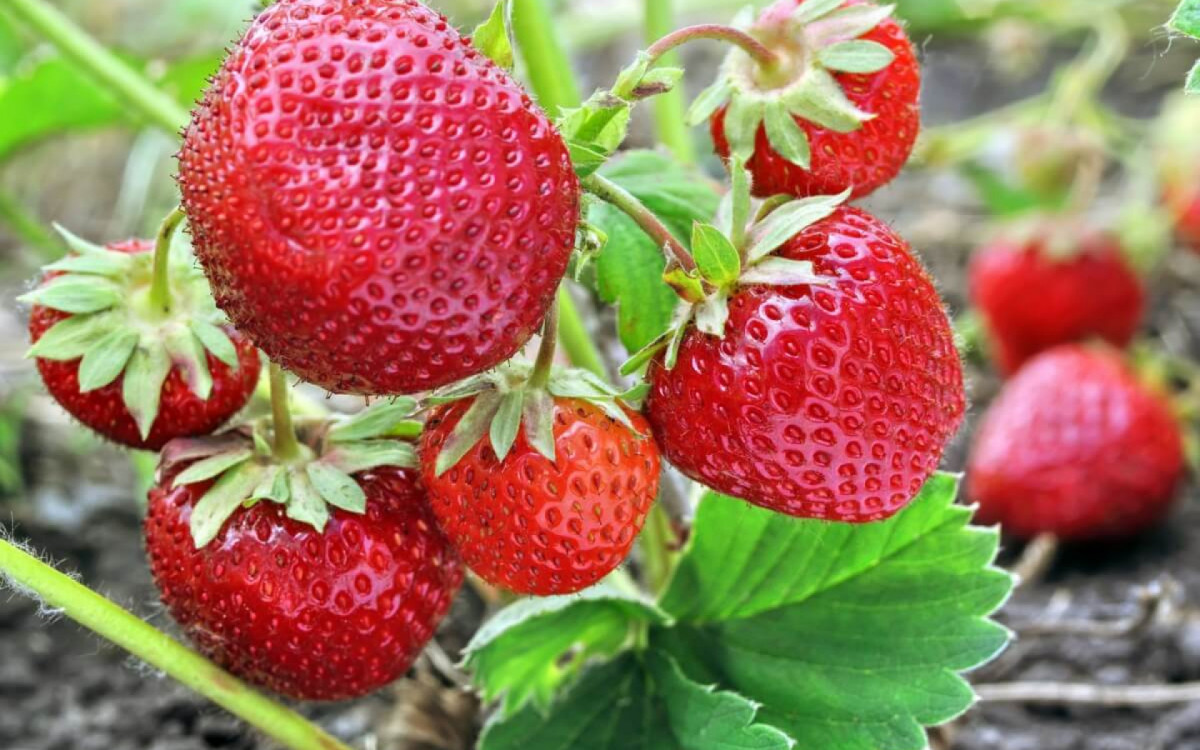 O morango é apreciado em várias partes do mundo (Imagem: yuris | Shutterstock)