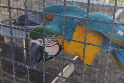 Arara é resgatada de cativeiro ilegal em Niterói