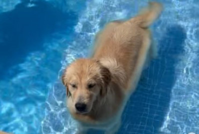 Dono de hospedagem pet é denunciado pelo MPRJ por morte de cadela 