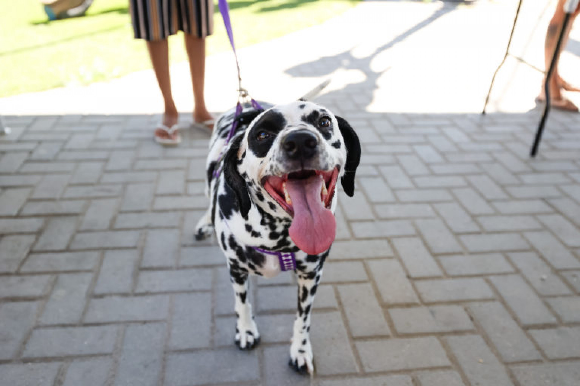 Secretaria Municipal dos Direitos dos Animais de Saquarema realizou ação no bairro Guarani - Divulgação?Prefeitura de Saquarema