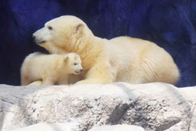 Primeira ursa polar nascida na América do Sul é apresentada ao público no Aquário de São Paulo