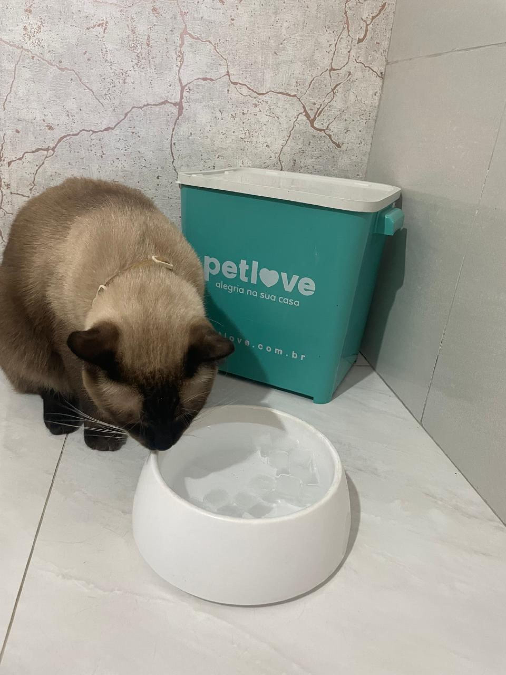 O gatinho Tico gosta de beber água com gelo nos dias mais quentes; já a gatona Maria adora tirar uma soneca \'esparramada\' sobre o tapete gelado, que diminui a temperatura