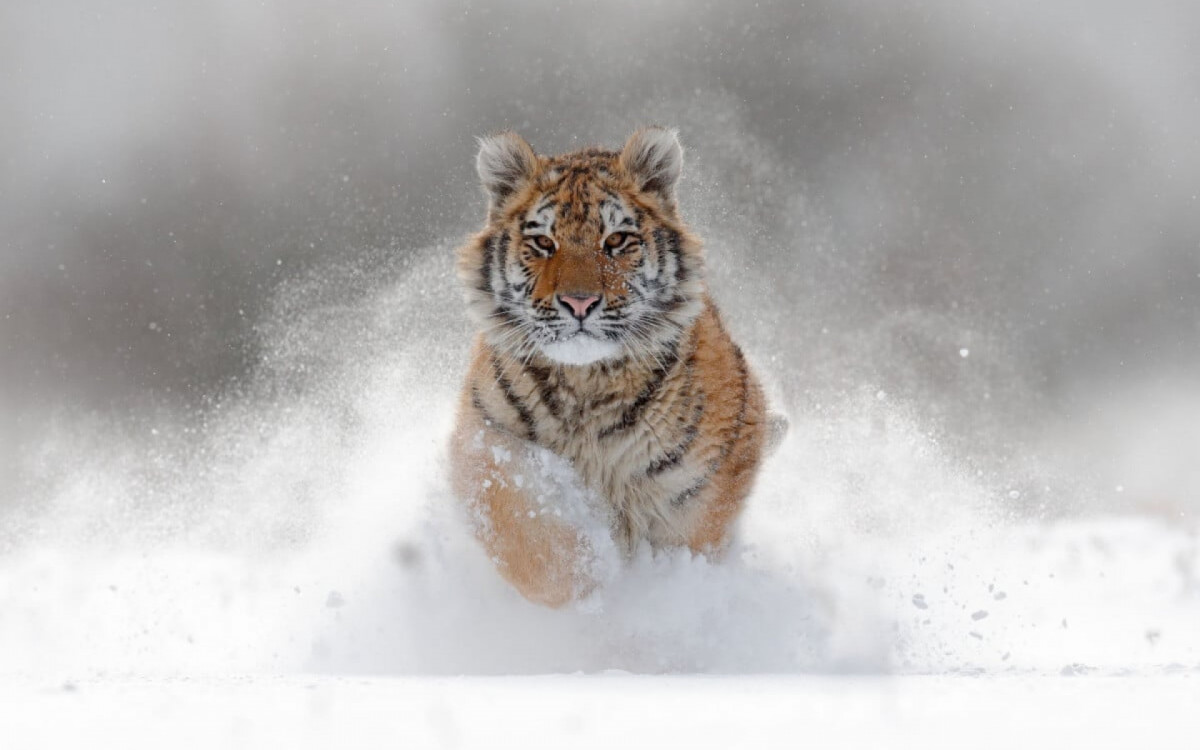 O reino animal abriga uma impressionante diversidade de predadores (Imagem: Ondrej Prosicky | Shutterstock) 