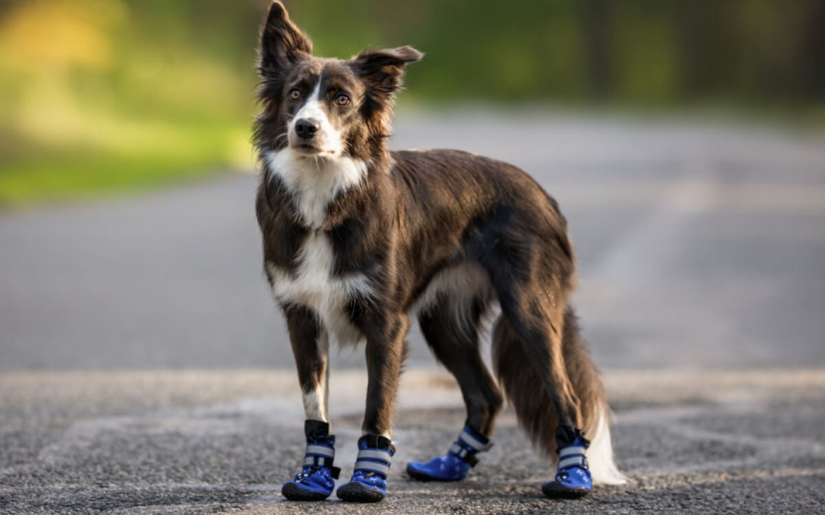 Os sapatos ajudam a proteger as patas dos cachorros (Imagem: otsphoto | Shutterstock)
