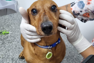 Serviços gratuitos para pets: Macaé amplia atendimento veterinário e castração