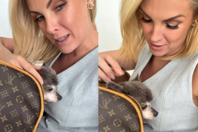 Ana Hickmann detalha susto com problema de saúde do cachorro de estimação