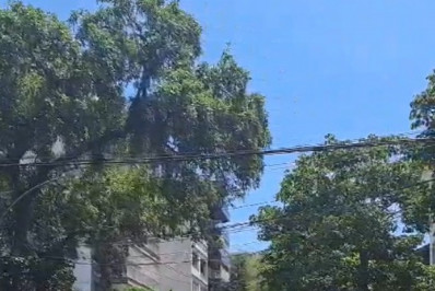 Queda de árvore bloqueia rua no Grajaú