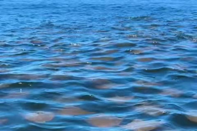 Vídeo: cardume de arraias é flagrado nadando próximo à Praia do Leme